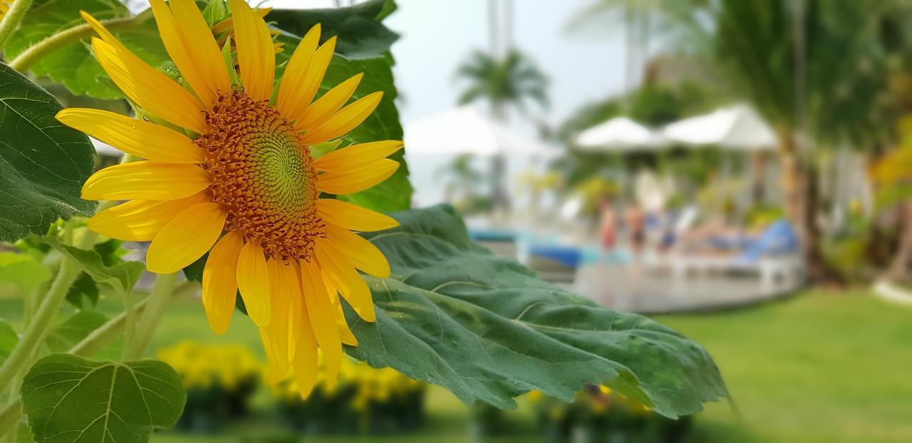 Sun & Sands Beach Hotel Mui Ne Exterior photo